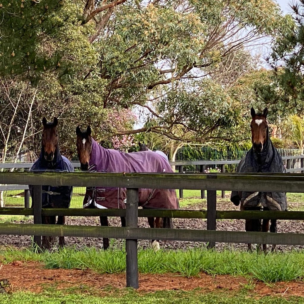 Group of horses