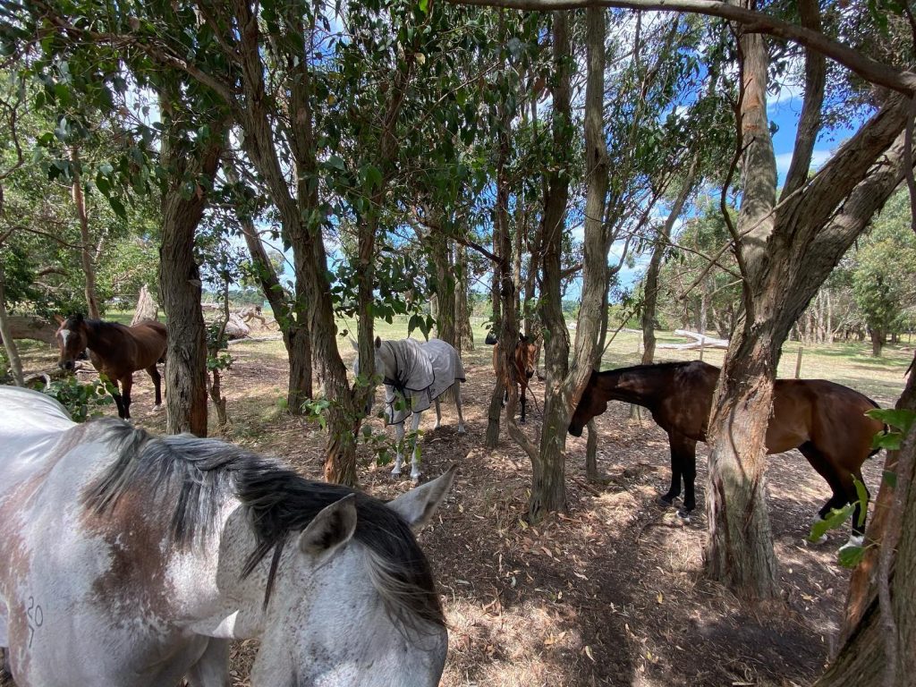 Horses enjoying the shade of a forest