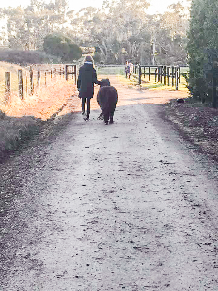 A person leading a pony