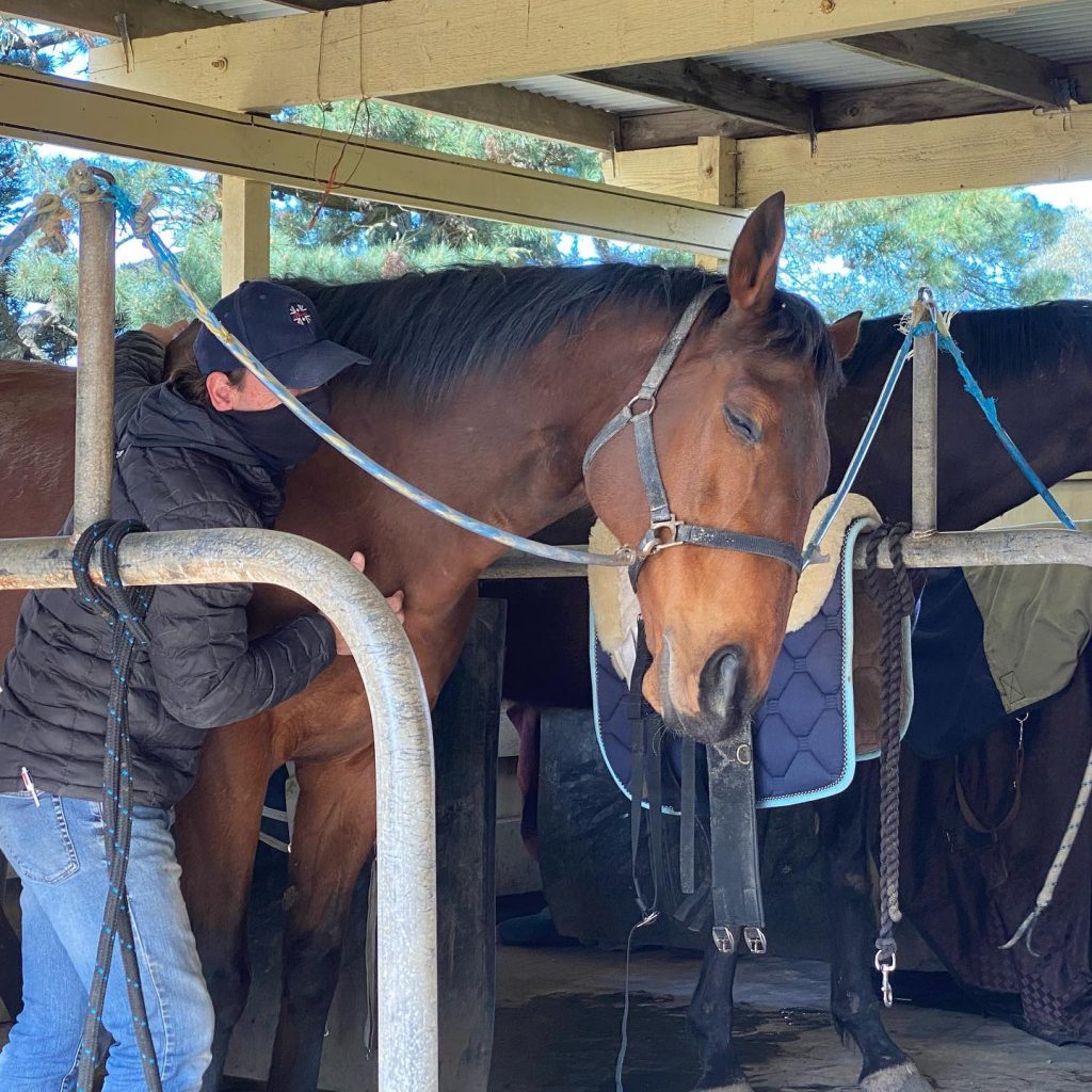 A horse receiving physio therapy