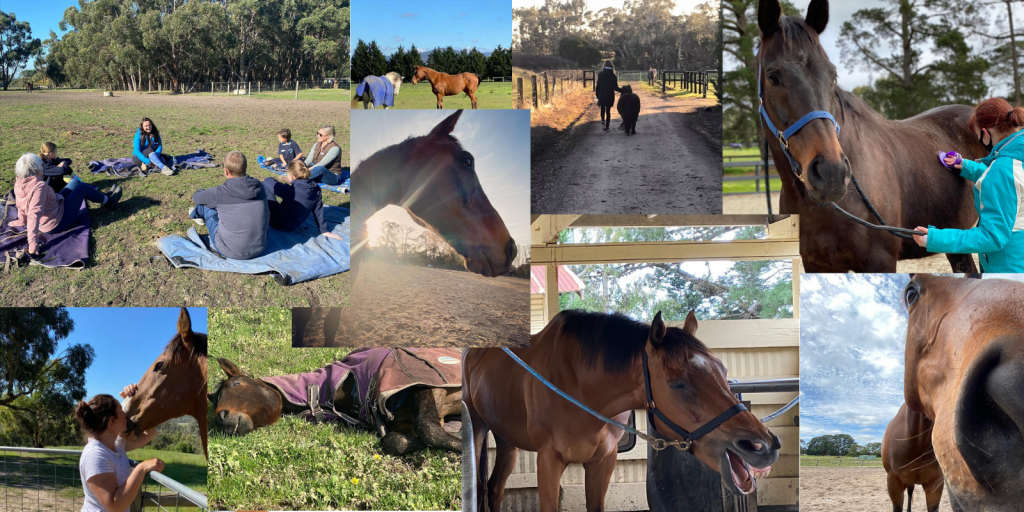 Collage of various Equine Assisted Therapy activities