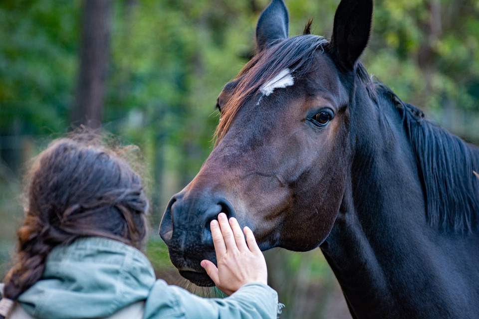 Person petting a horse