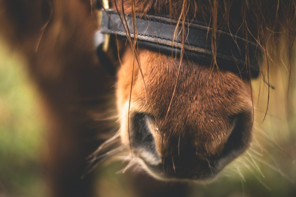 close up of horse nose