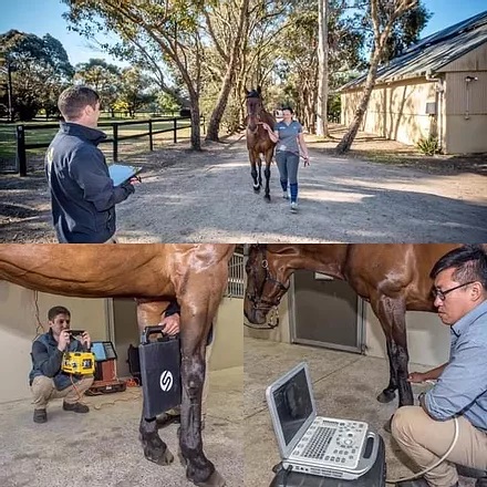 Vet checking a horse